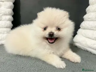 Pomeranian dogs White Pomeranian girl puppy - Advert 1