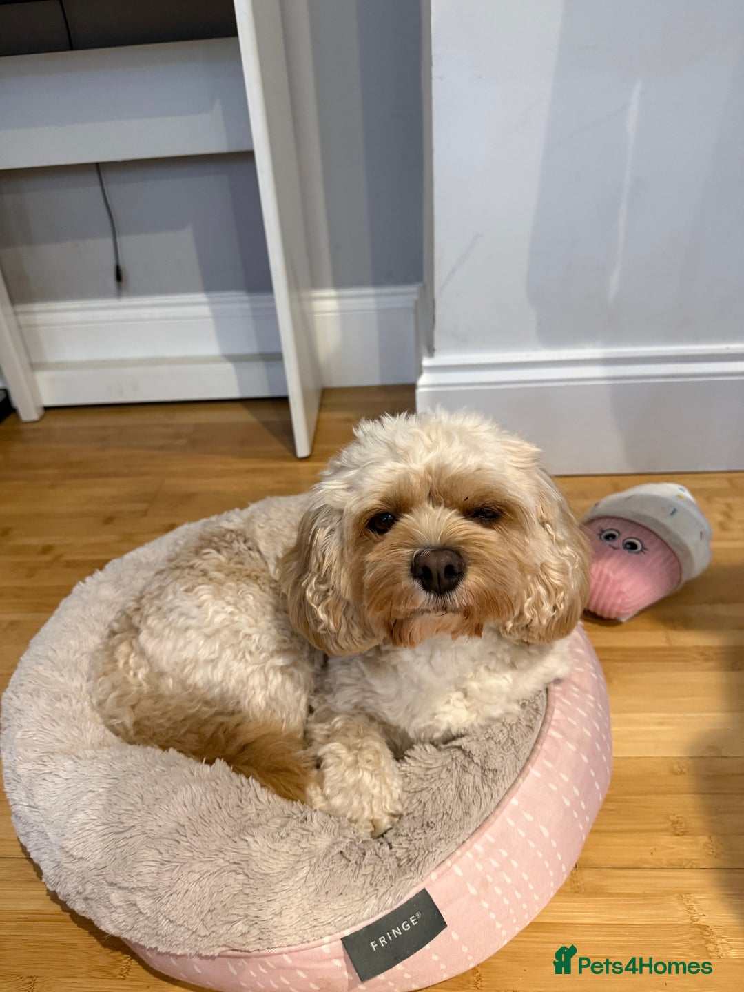 Cavapoo dogs for sale: Cavapoo puppies for sale - Advert 4