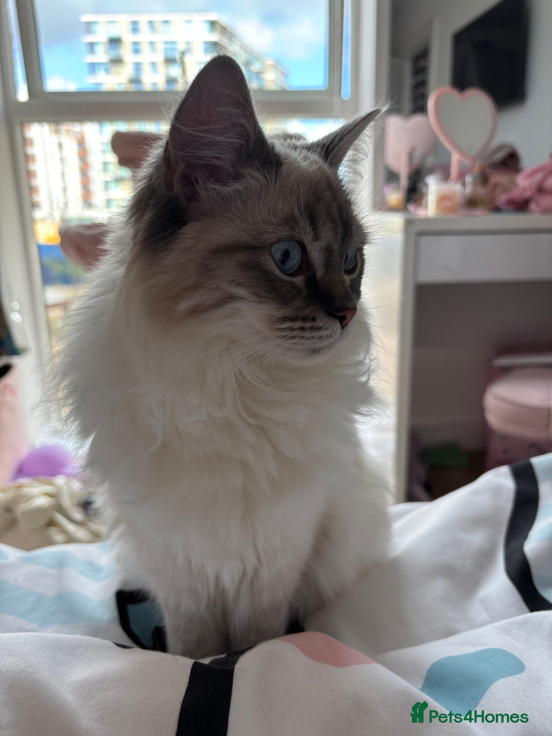 Ragdoll cats for sale: LAST KITTEN LEFT 🎀 - Image 7