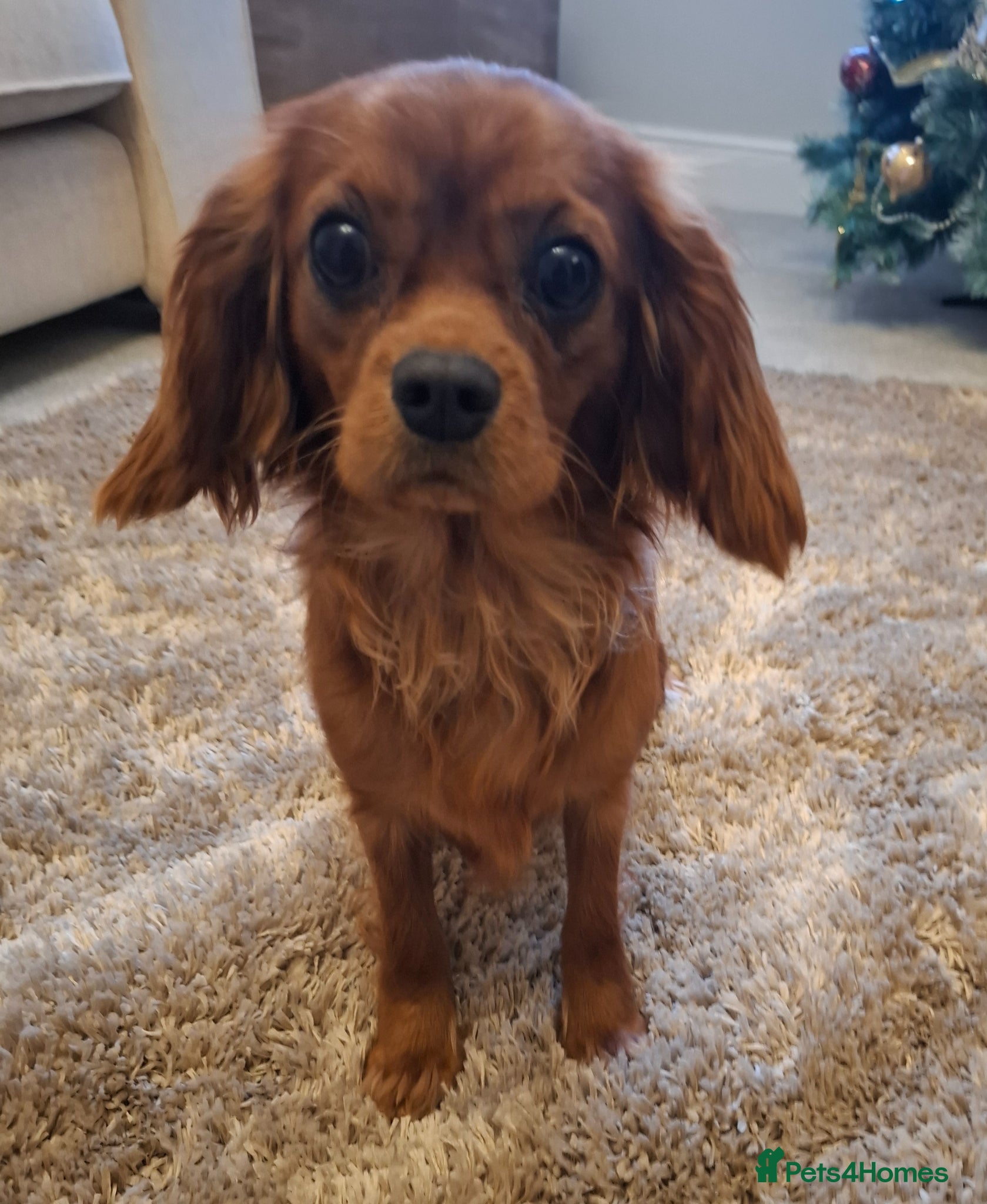 Cavalier King Charles Spaniel dogs 9 month old females kc health tested parents  - Advert 1
