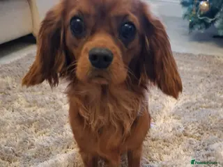 Cavalier King Charles Spaniel dogs 9 month old females kc health tested parents - Advert 7