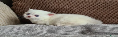 Munchkin Kitten 1