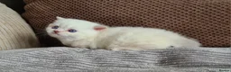 Munchkin cats for sale: Colour pointed, Female munchkin - Advert 10