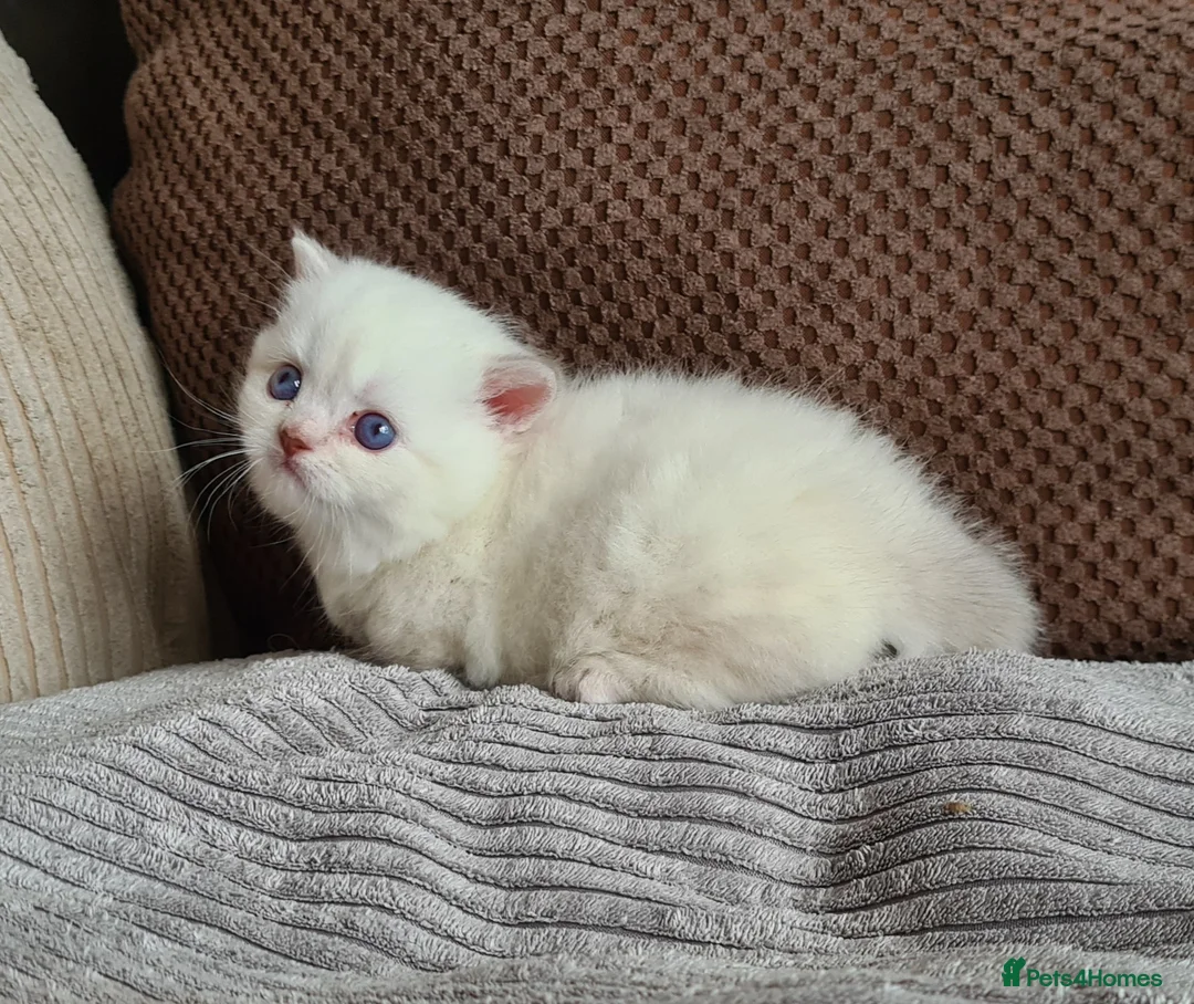 Munchkin cats for sale: Colour pointed, Female munchkin - Advert 10