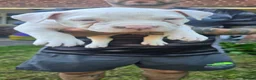 American Bully dogs for sale: American Bully Standard  - Advert 12