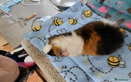 Guinea Pig rodents for sale: Baby Longhaired Brothers/Teddies Available RTR - Image 11