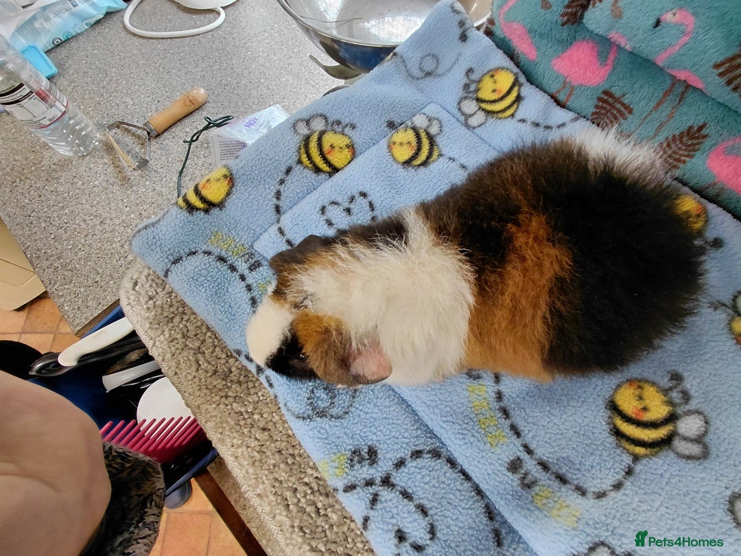 Guinea Pig rodents for sale: Baby Longhaired Brothers/Teddies Available RTR - Image 11