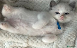 Ragdoll cats for sale: Ragdoll - Ready now - Image 6