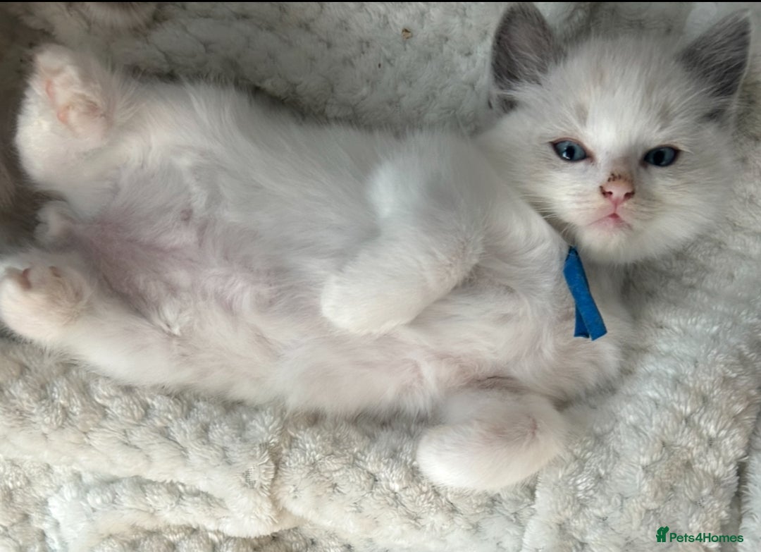 Ragdoll cats for sale: Ragdoll - Ready now - Image 6