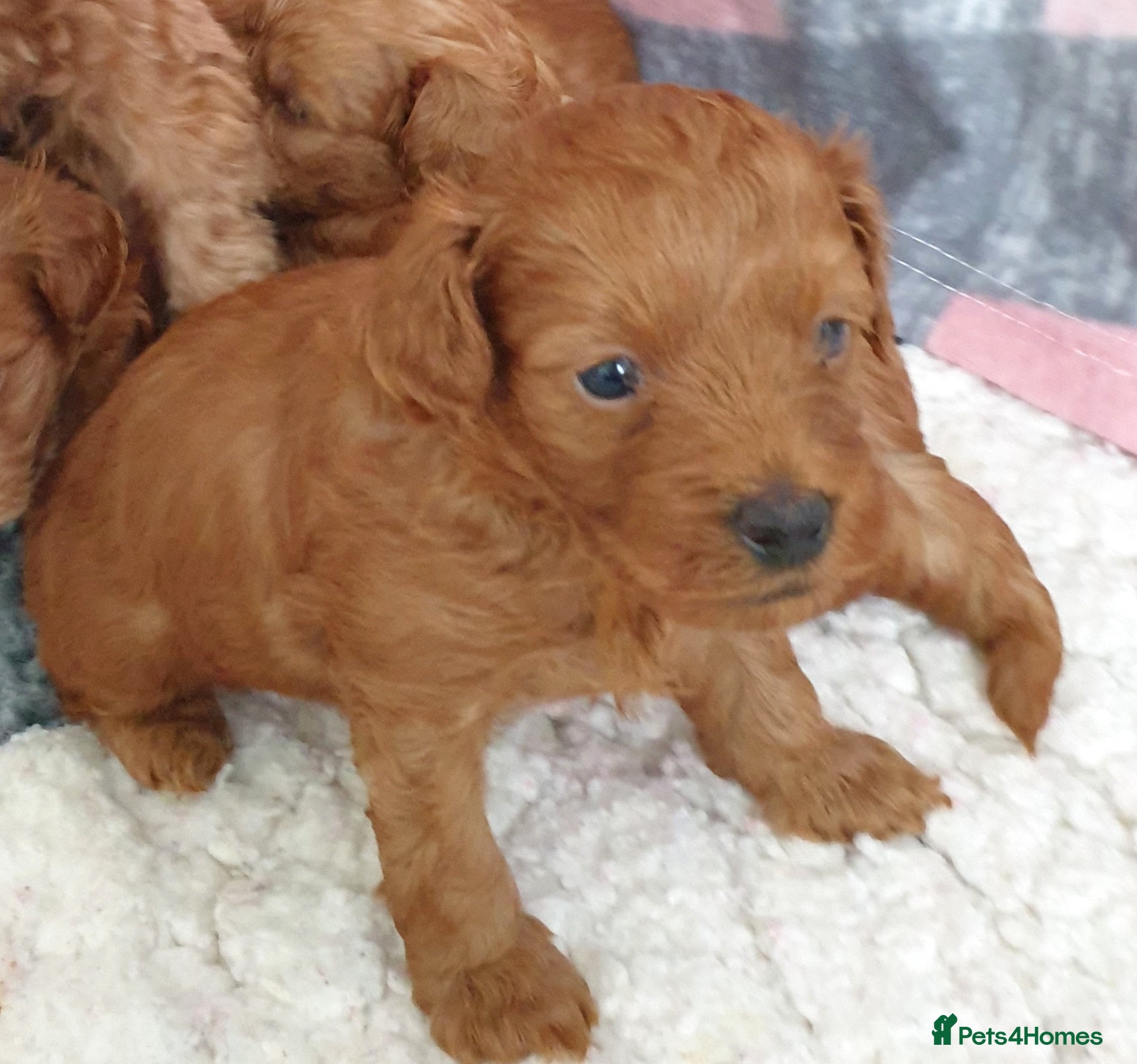 Mixed Breed dogs for sale: F1bb Cotonoodle, health tested parents red/apricot - Advert 4