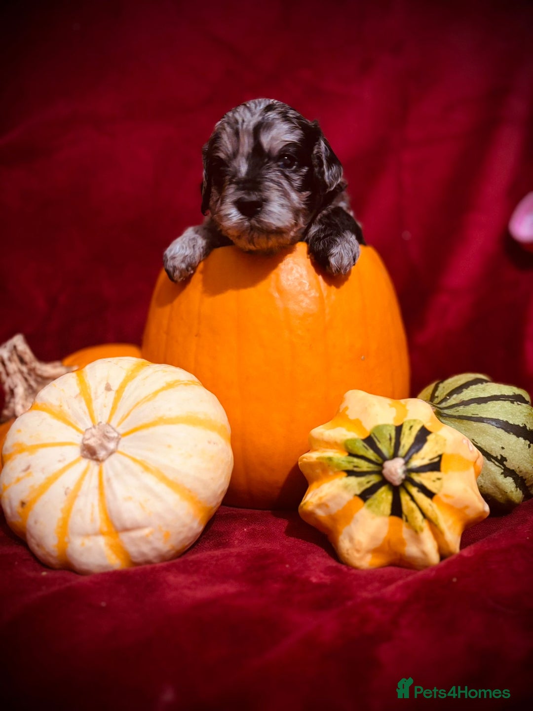 Miniature Poodle dogs for stud: Miniature Poodle Stud  - Image 9