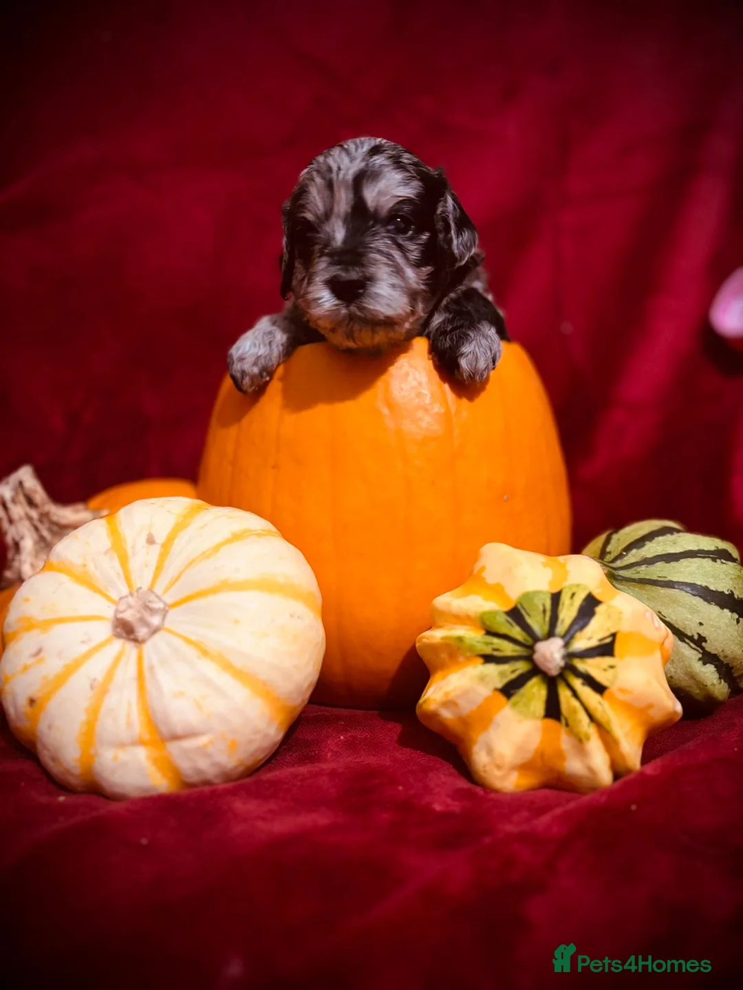 Miniature Poodle dogs for stud: Miniature Poodle Stud  - Advert 8