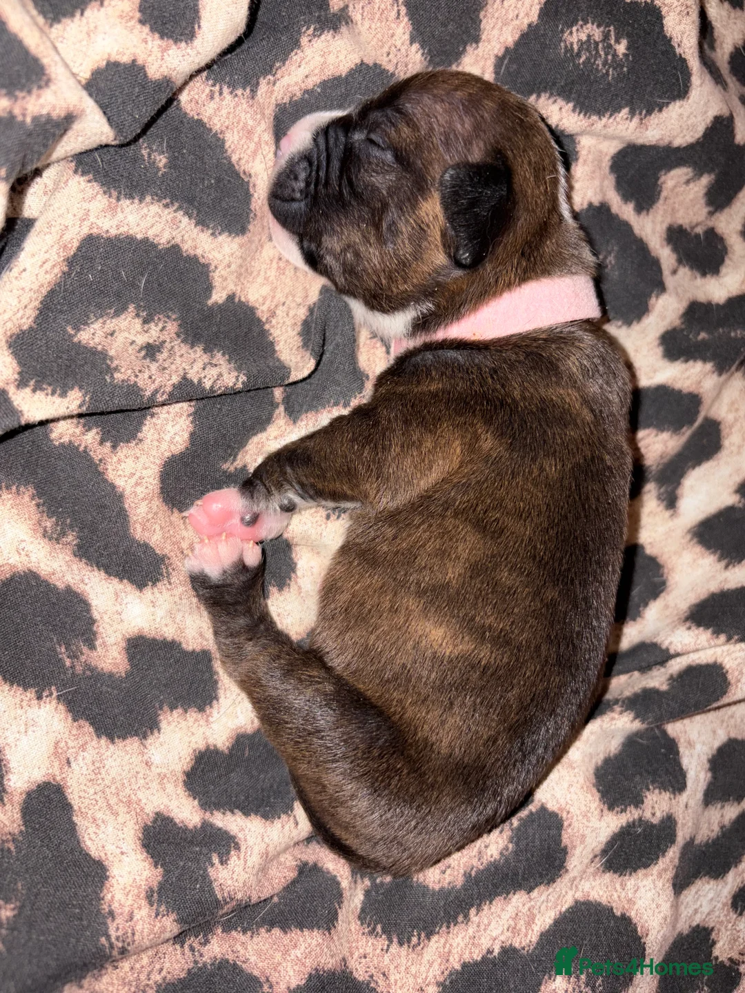 Staffordshire Bull Terrier dogs for sale: 3 Staffordshire Terrier Puppies - Advert 14