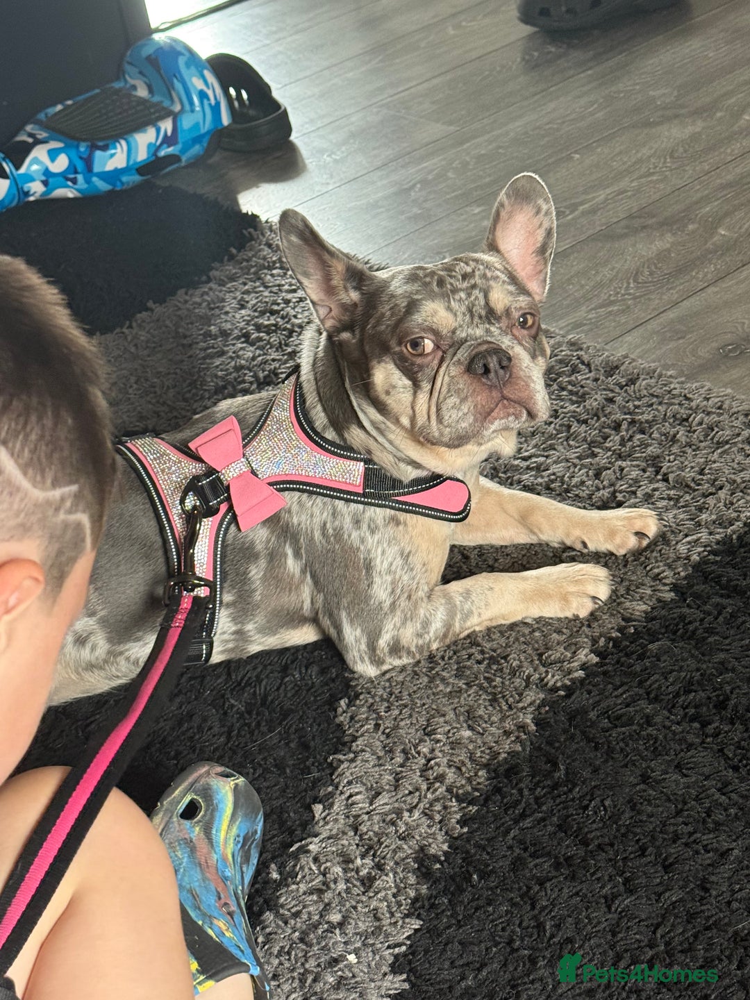 French Bulldog dogs for sale: 🌸Tri Merle Girl French Bulldog🩷 - Image 4