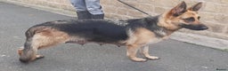 German Shepherd dogs for sale: German Shepherd - Liver & Tan working line  - Advert 4