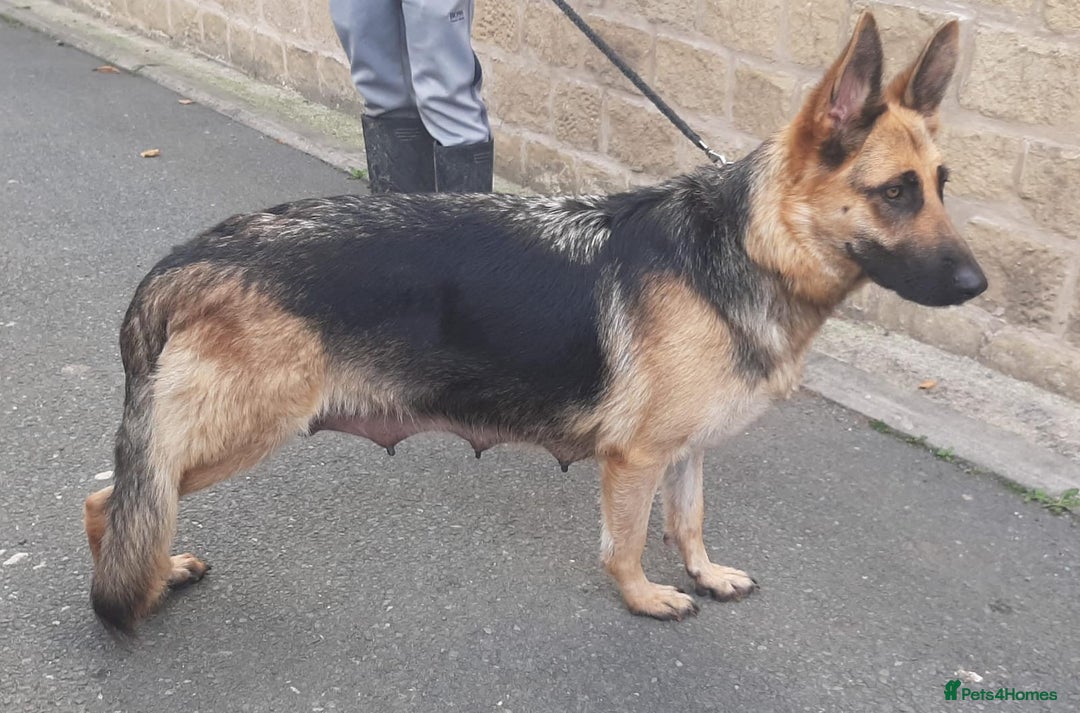 German Shepherd dogs for sale: German Shepherd - Liver & Tan working line  - Advert 4