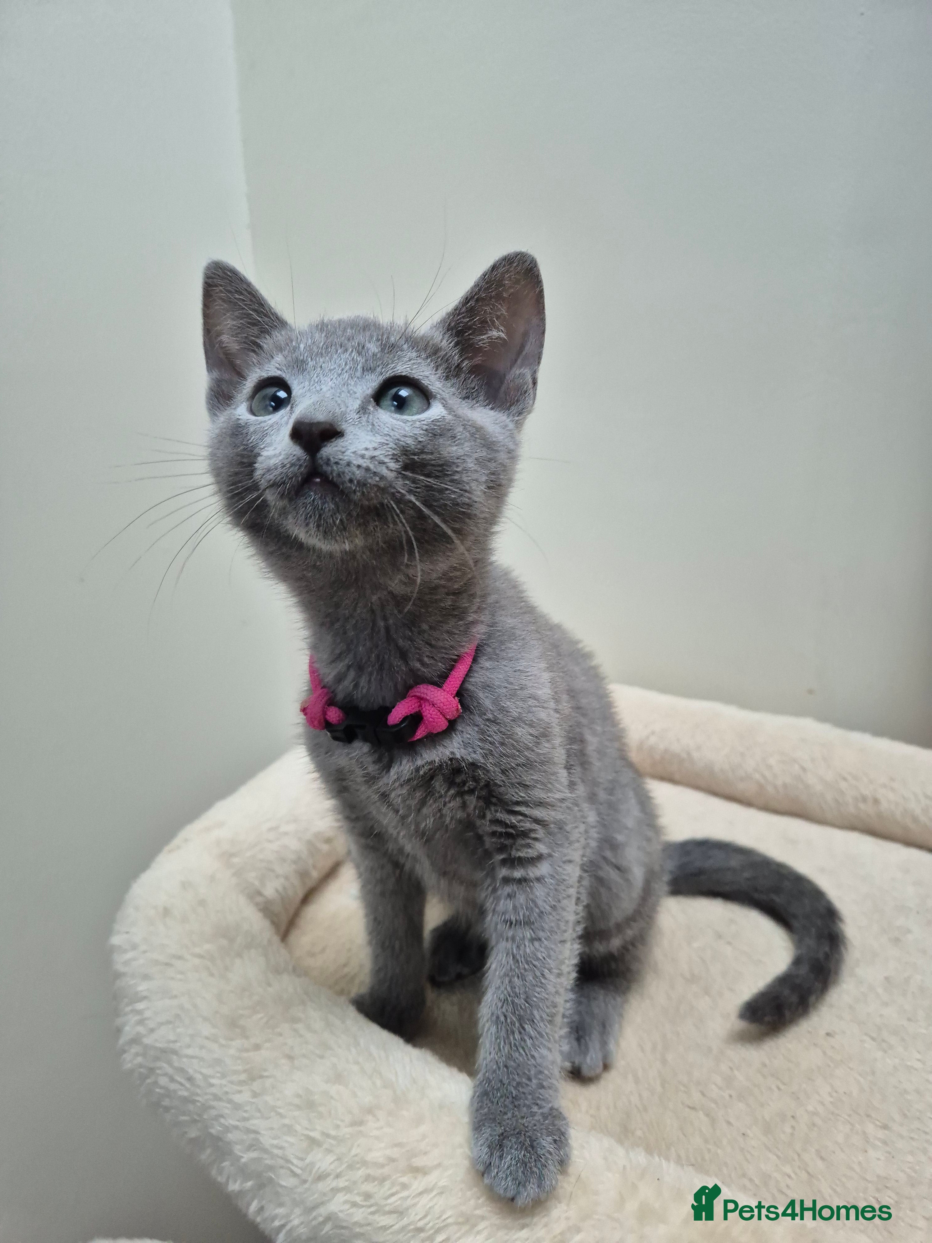 Russian Blue cats Russian Blue Kittens Loving Homes Only TICA Reg - Advert 2