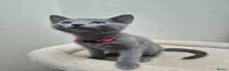 Russian Blue cats for sale: Russian Blue Kittens Loving Homes Only TICA Reg - Advert 14