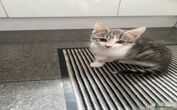 Bengal cats for sale: Three Beautiful Bengal Cross Kittens (boys)  - Image 10