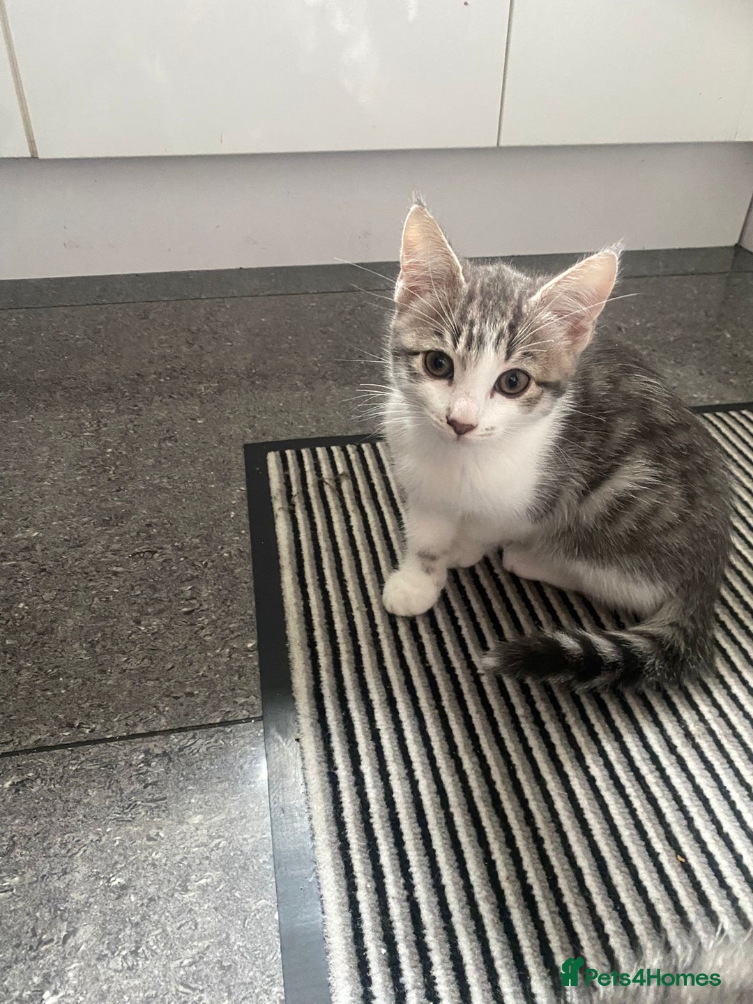 Bengal cats for sale: Three Beautiful Bengal Cross Kittens (boys)  - Image 10