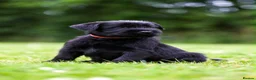 Giant Schnauzer dogs for sale: TRUE QUALITY GIANT SCHNAUZER PUPPIES - Advert 4