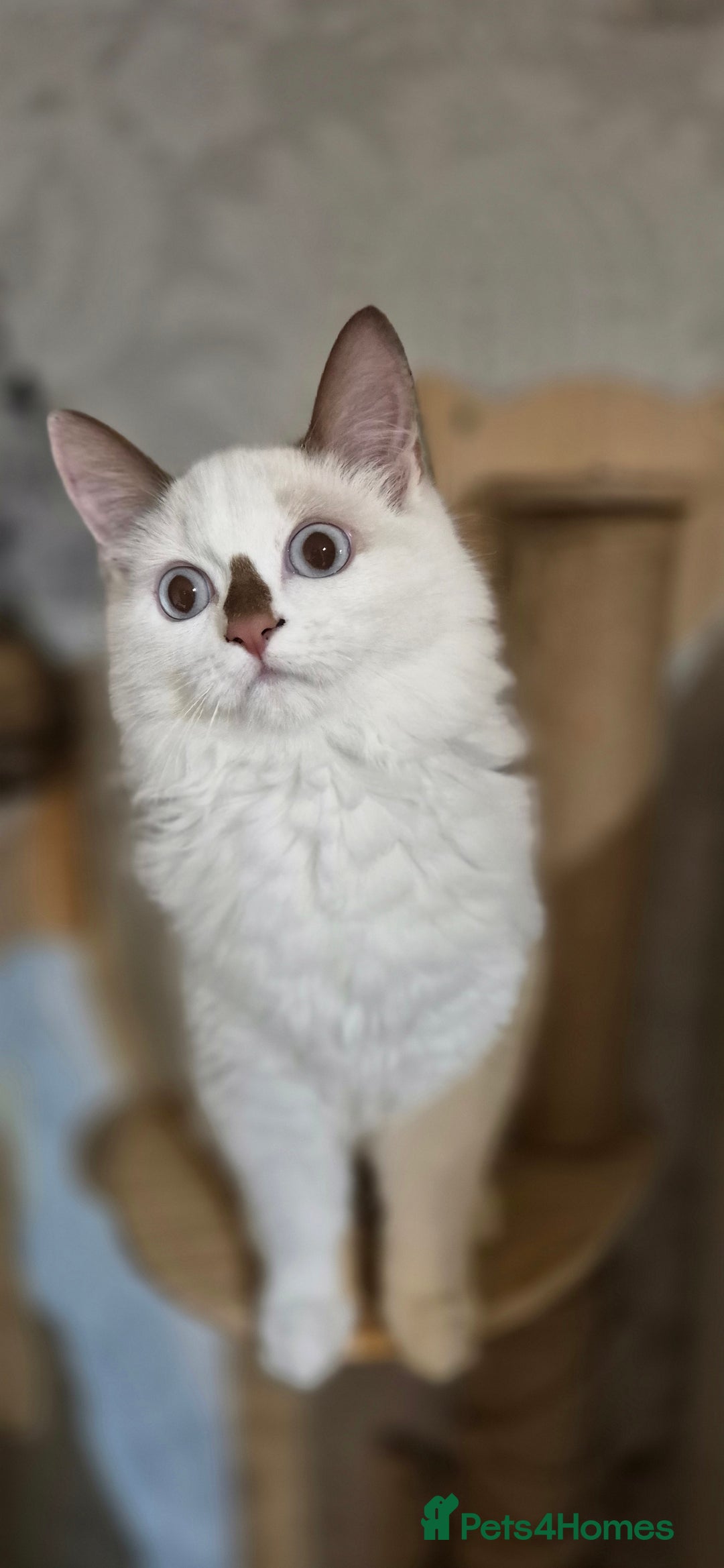 Munchkin cats for sale: Purebred TICA reg. Munchkin kittens ready to go  - Image 24