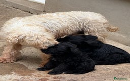 Miniature Schnauzer dogs for sale: Stunning Mini schnauzers kc reg puppies - Image 11
