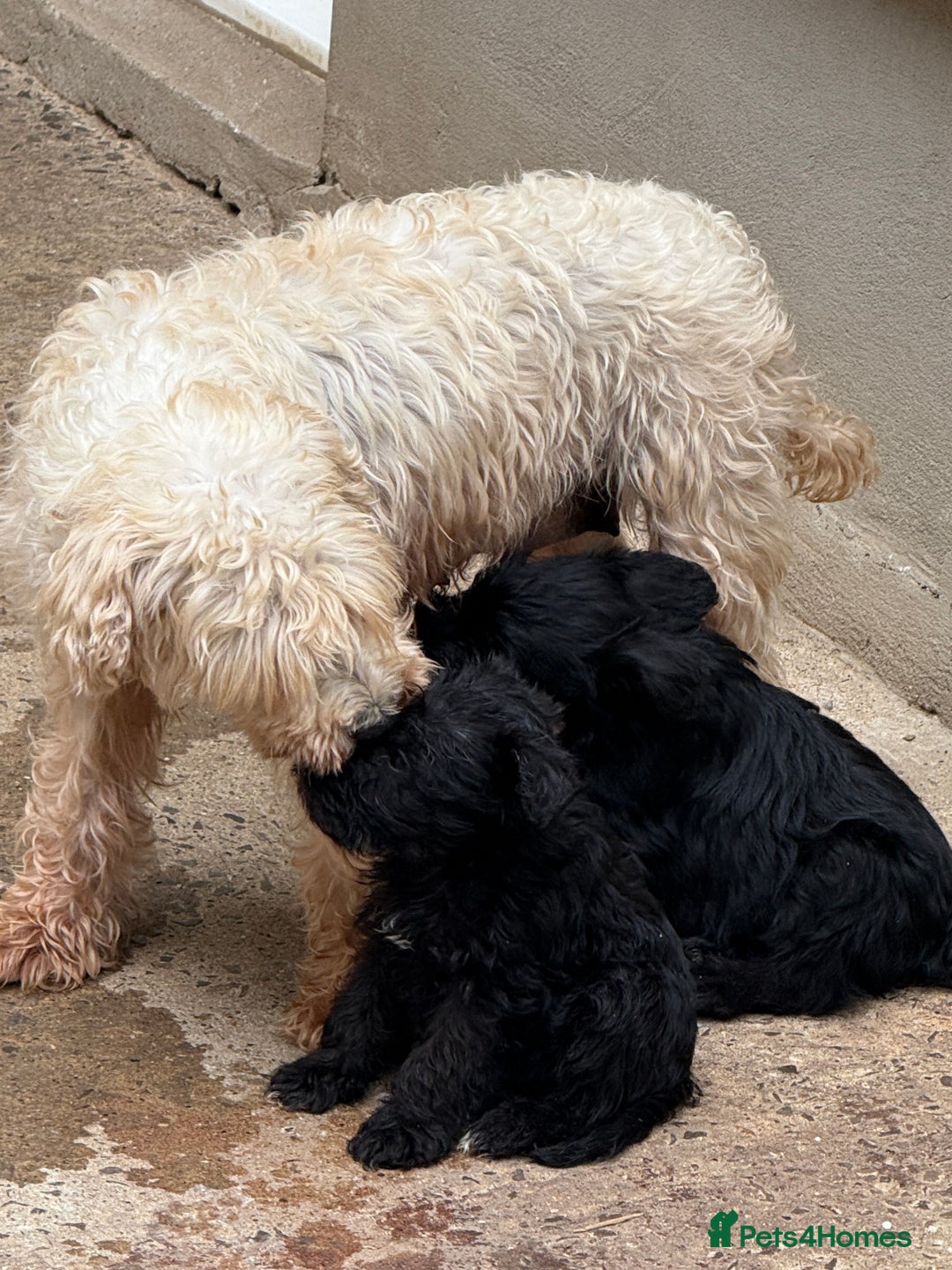 Miniature Schnauzer dogs for sale: Stunning Mini schnauzers kc reg puppies - Image 11