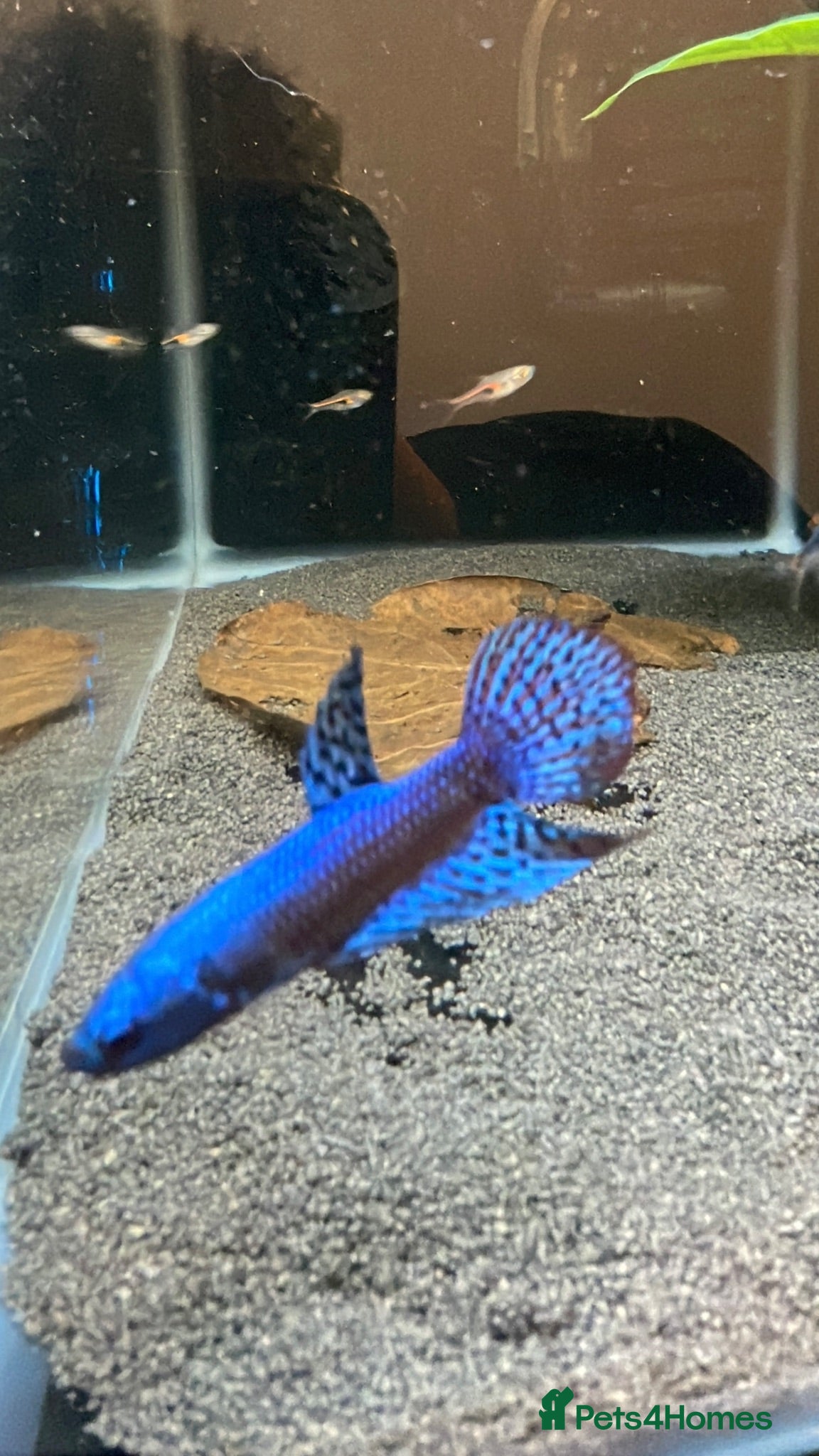 Bettas fish Betta sale!!  - Advert 4