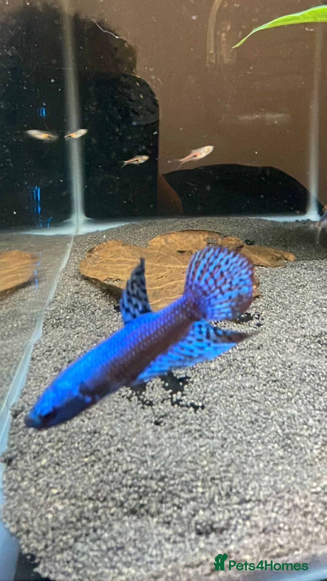 Bettas fish for sale: Betta sale!!  in Upminster - Advert 1