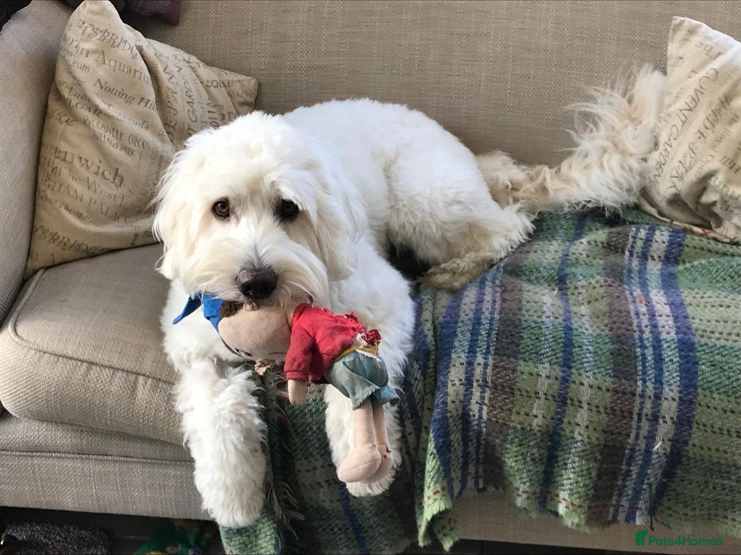 Australian Labradoodle dogs for sale: Australian labradoodles from Annetteslabradoodles  - Advert 19