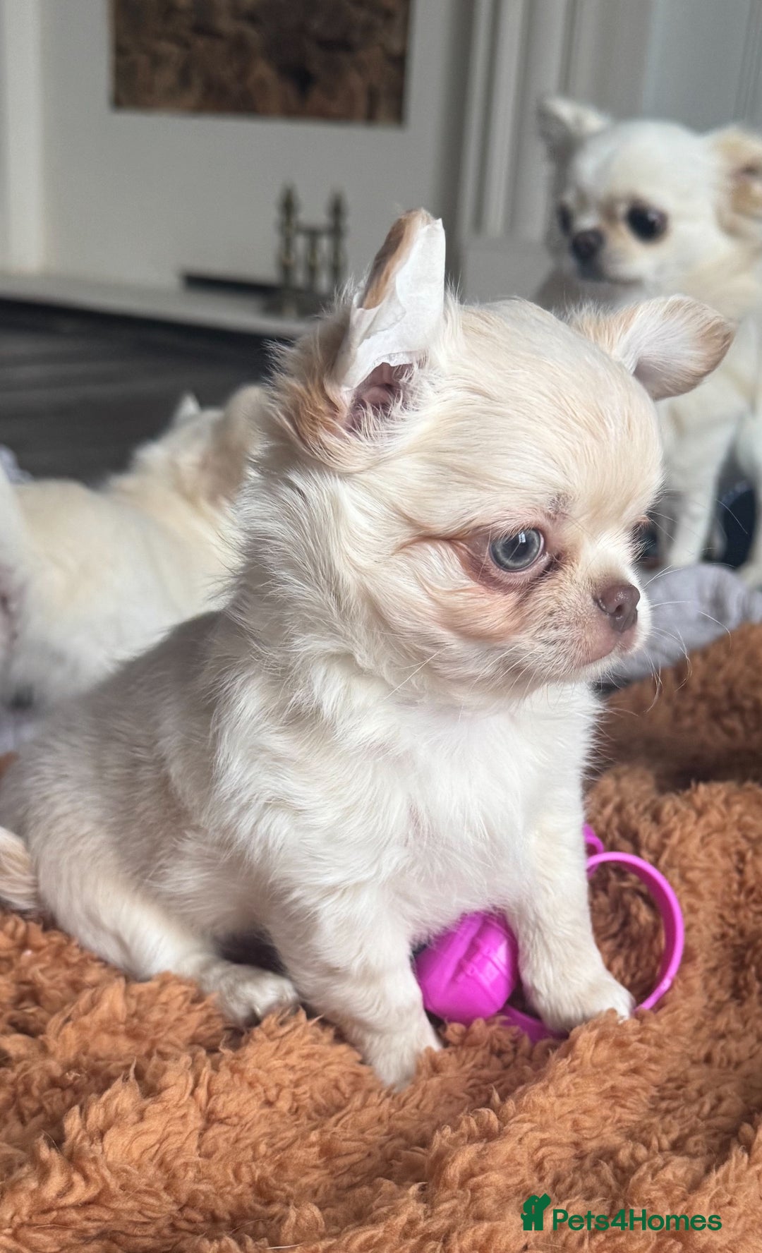 Chihuahua dogs for sale: Chihuahua long-coat puppy KC reg 🤍 - Advert 4