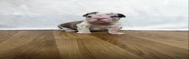 English Bulldog Puppy 2