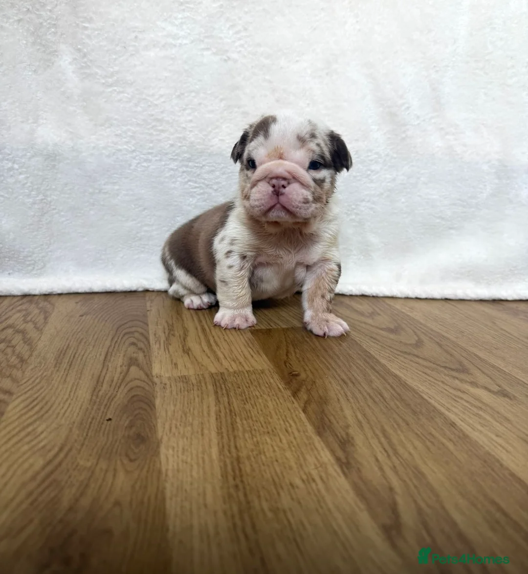 English Bulldog dogs for sale: Beautiful bulldog puppies  - Advert 1