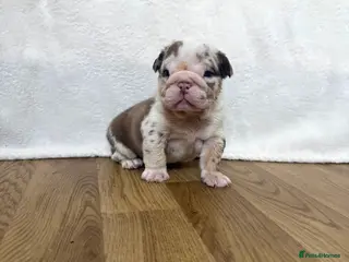 English Bulldog dogs Beautiful bulldog puppies - Advert 3
