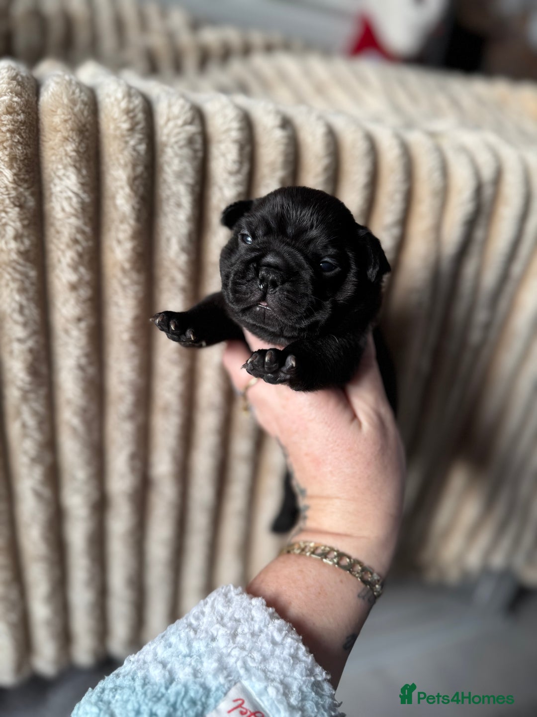 French Bulldog dogs for sale: AMAZING QUALITY FRENCH BULLDOG PUPS  - Advert 13