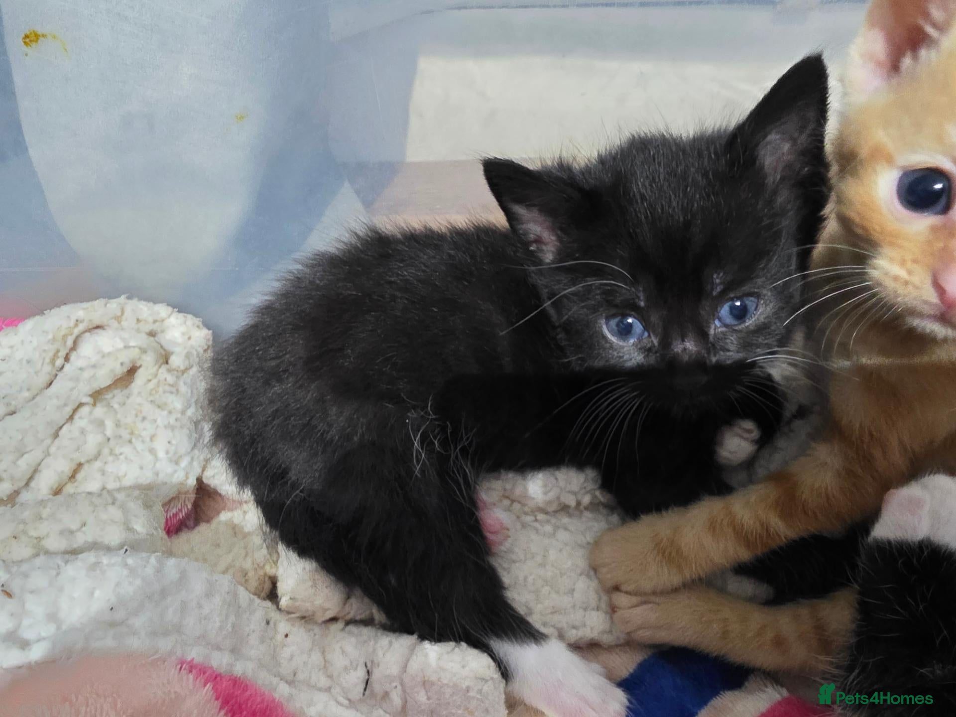 Mixed Breed cats Lovely mixed kittens - Advert 11