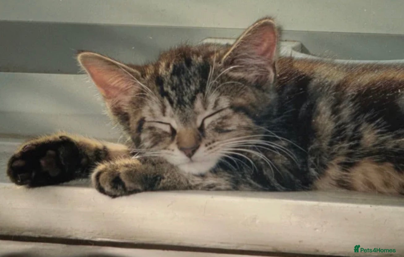 British Shorthair cats Beautiful Playful Kitten - Ready now - £50 each - Advert 1