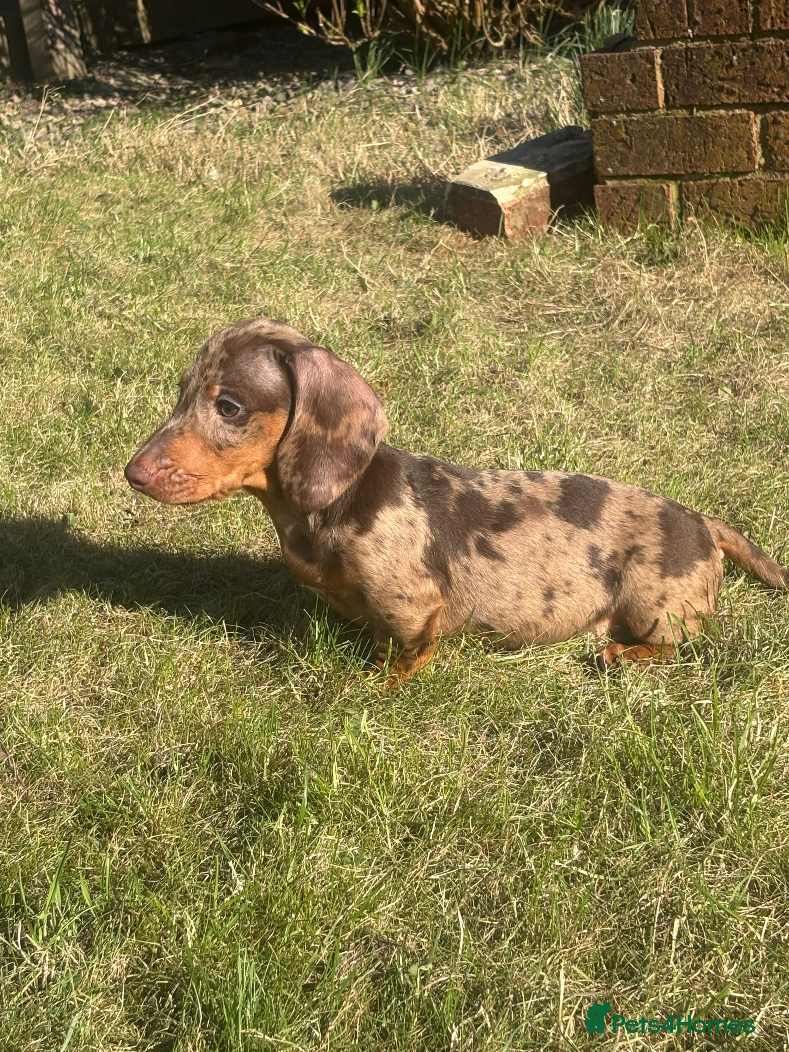 Miniature Dachshund dogs Miniature dachshund puppies - Advert 18