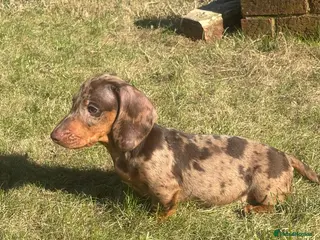 Miniature Dachshund dogs Miniature dachshund puppies - Advert 18