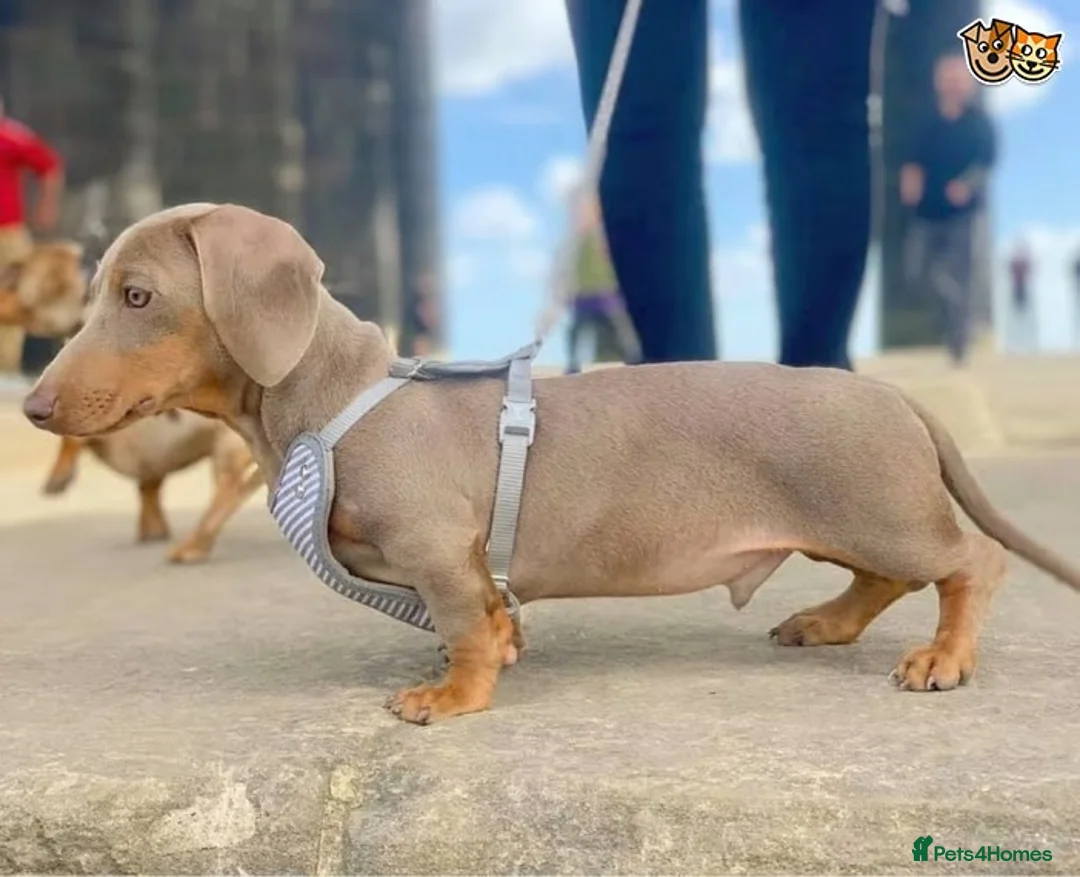 Miniature Dachshund dogs for stud: ISABELLA AND TAN MINIATURE DACHSHUND  in Sunderland - Advert 2