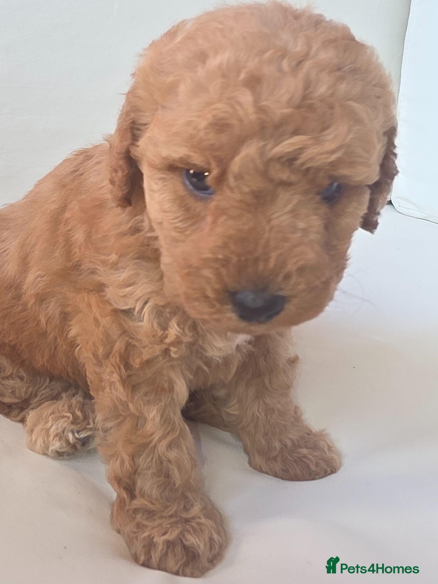 Cockapoo dogs  Meet Our stunning  F1B Cockapoo Puppies. - Advert 2