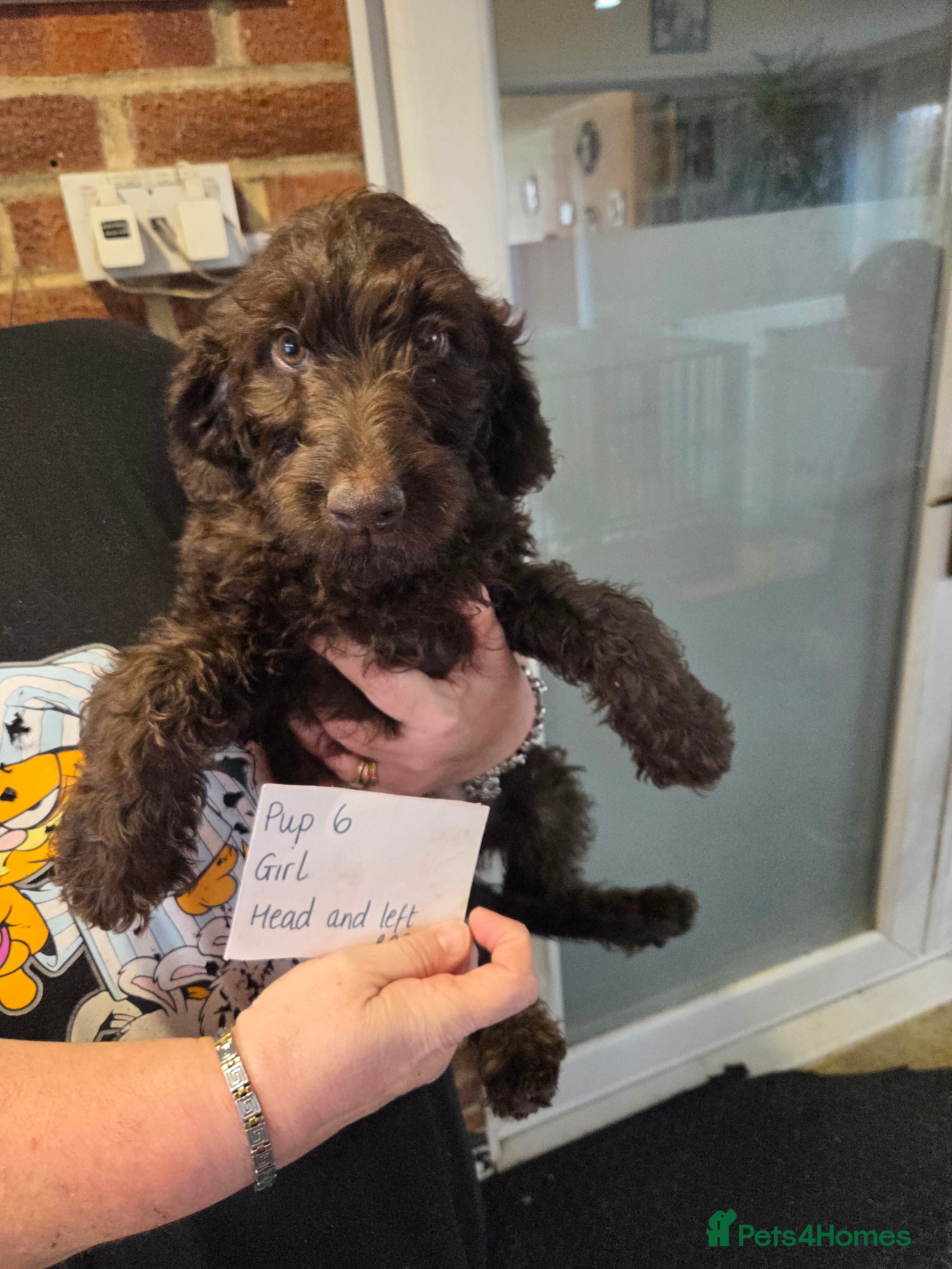 Goldendoodle dogs YORKSHIRE LAD AND LASSES  - Advert 5