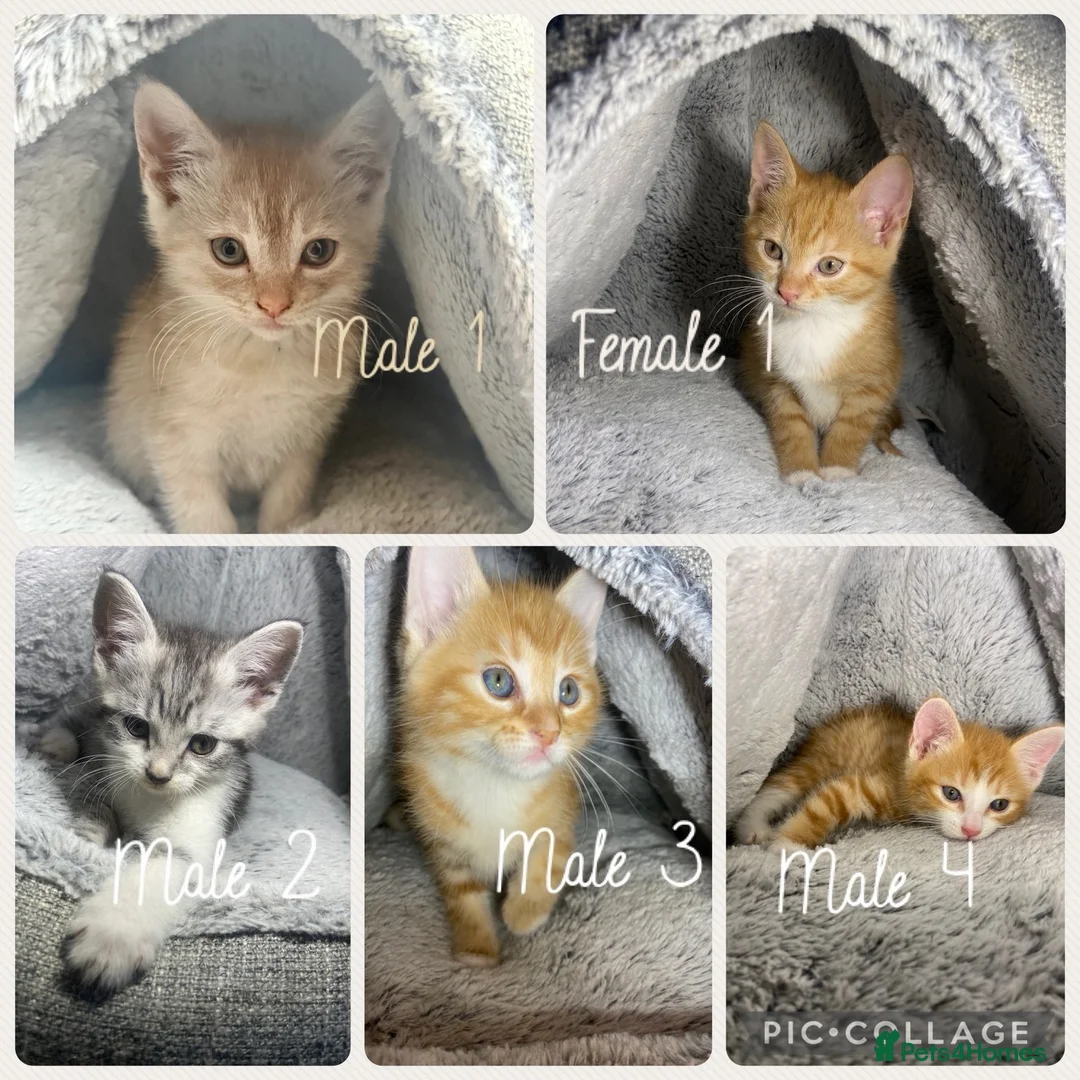 Mixed Breed cats for sale: 5 Cute Kittens Waiting For Their New Home in Dagenham - Advert 1