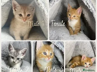 Mixed Breed cats 5 Cute Kittens Waiting For Their New Home - Advert 2