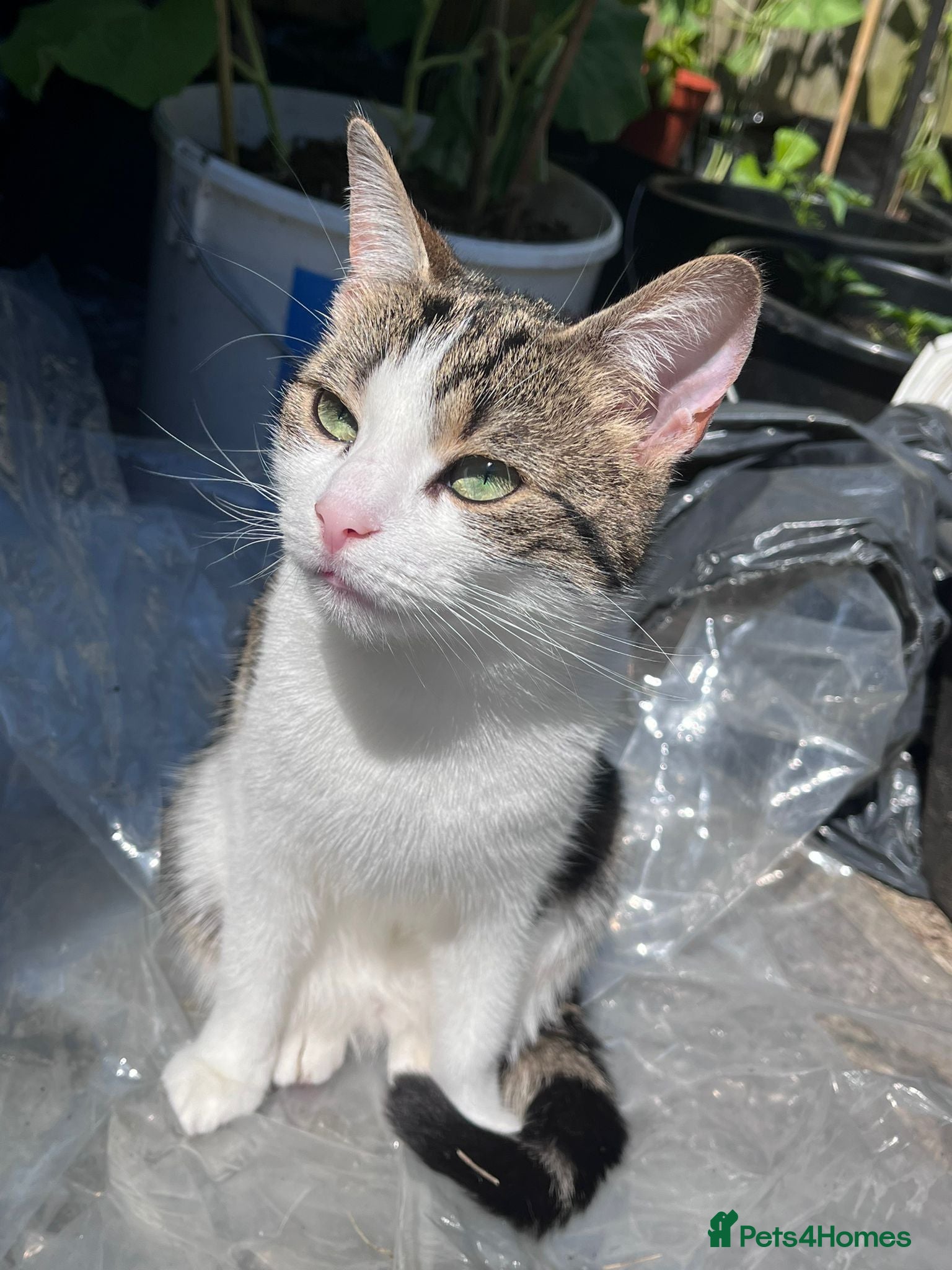 Domestic Shorthair cats Two female domestic shorthair female kitties - Advert 1