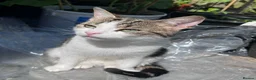 Domestic Shorthair cats for sale: Two female domestic shorthair female kitties in Birmingham - Advert 1
