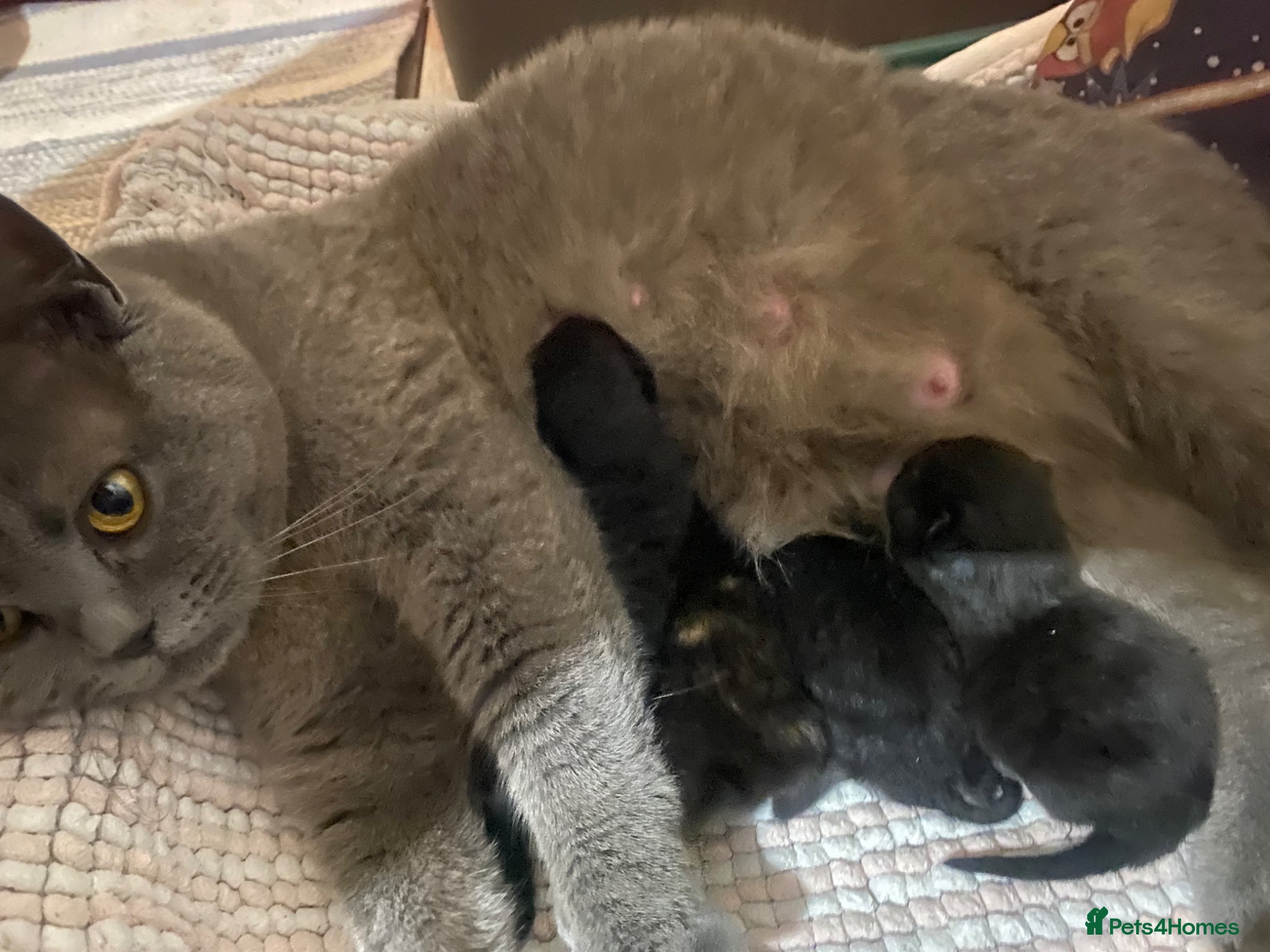 Mixed Breed cats Half british shorthair kittens, 2 left -  for home - Advert 1