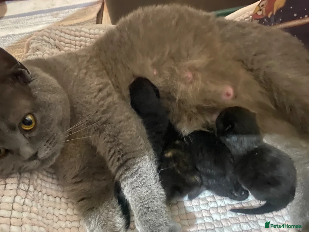 Mixed Breed cats for sale: Half british shorthair kittens, 2 left -  for home - Advert 1