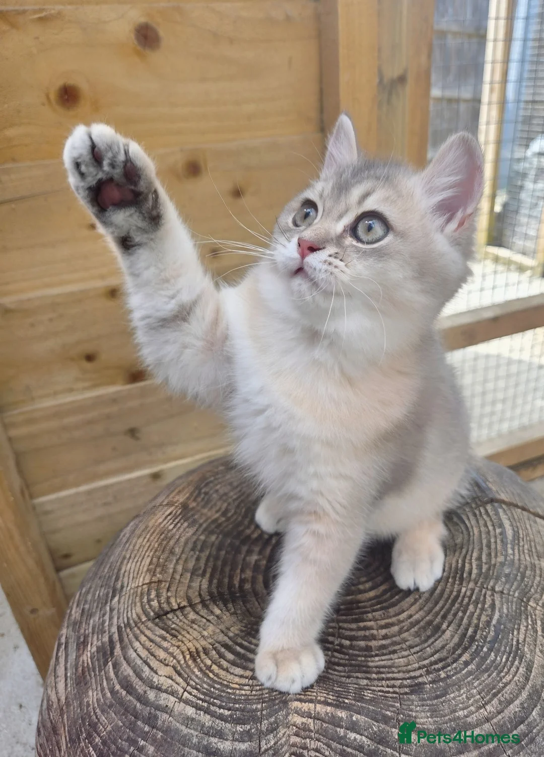 British Shorthair cats for sale: 💎 Blue Golden Sweetie 🍬🧸Ready to leave now 🥰🏡 - Advert 2